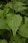 Garlic mustard